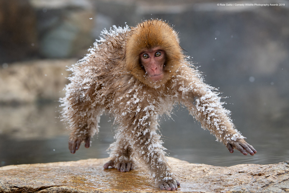 Les photos animalières les plus drôles de 2019