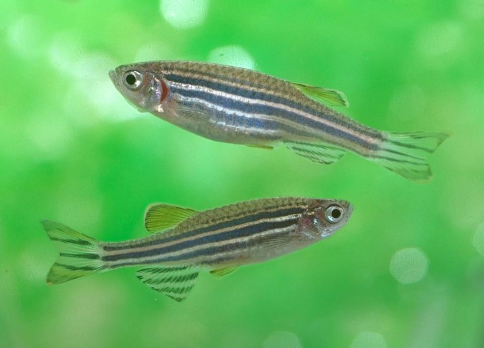 <div class="inline-image__caption"><p>Zebrafish. Though prominently striped on their bodies, their heads are quite transparent, and the organs inside are visible. </p></div> <div class="inline-image__credit">Tohru Murakami / Flickr</div>