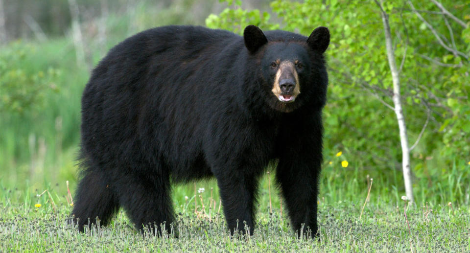 The five-year-old girl was attacked by a “big black bear” outside her home. Pictured is a Wild American black bear believed to be similar to the bear involved in the incident. Source: Getty, file.