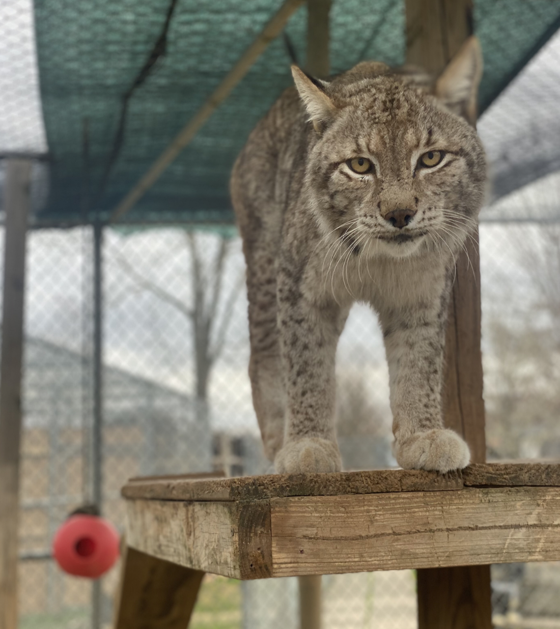 An exotic cat at Zootastic Park of Lake Norman at 448 Pilch Road in Troutman, about 35 miles north of Charlotte, in Iredell County. National Land Realty