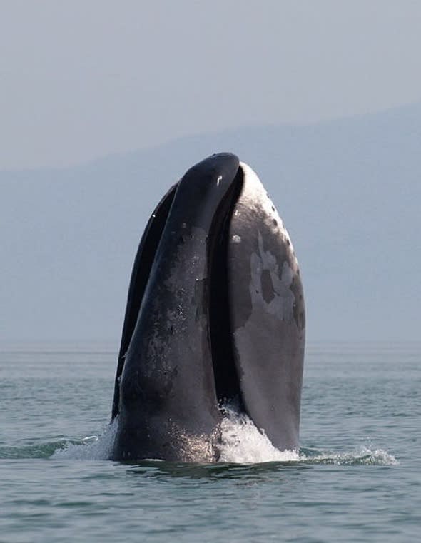 Rare 25ft Arctic bowhead whale spotted off British coast