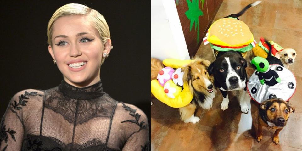 Miley Cyrus' Pet Squad