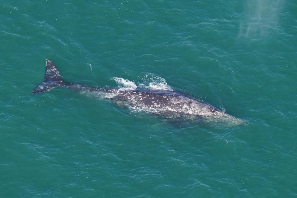 <p>New England Aquarium</p> A gray whale was spotted off the New England coast