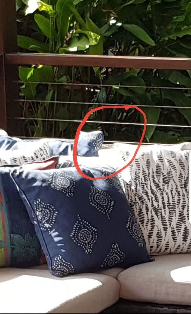 捕蛇組織公布答案，蟒蛇藏在沙發抱枕後面。（圖／翻攝自臉書粉專「Sunshine Coast Snake Catchers 24/7」）