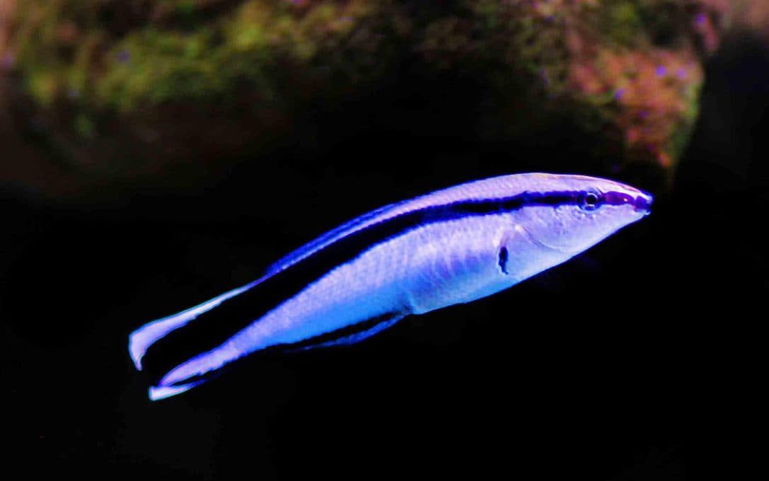 The bluestreak cleaner wrasse is around the same size as a human finger