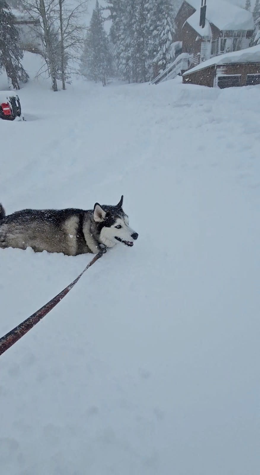 美國加州內華達山脈山區降下暴雪，狗狗出門散步也寸步難行。路透社