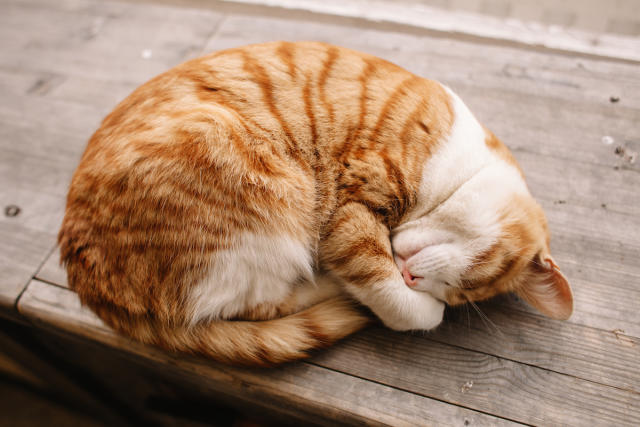 At first glance, can you tell it's a cat sleeping on a stack of