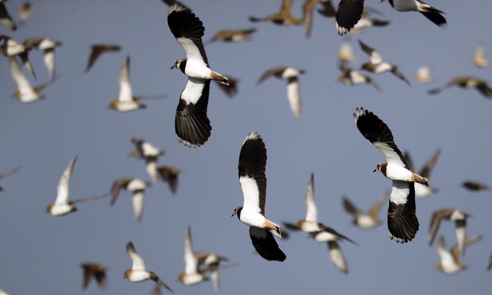 <span>Photograph: Dan Kitwood/Getty Images</span>