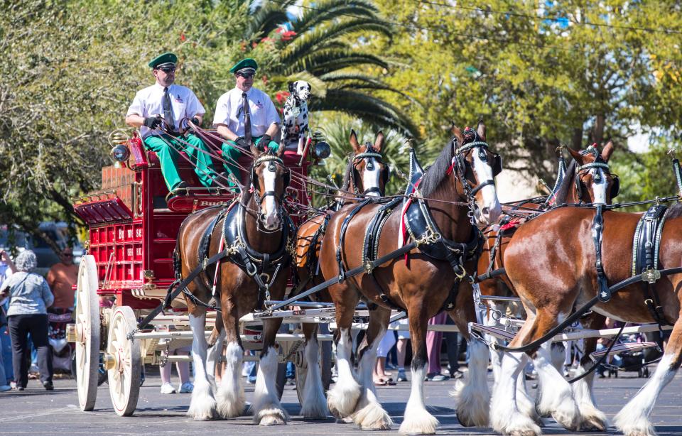 The world-famous Budweiser Clydesdales were at Shell Factory Nature Park in North Fort Myers Thursday, March 7, 2019. Hundreds turned out to see the horse parade around and even took a selfie with them.