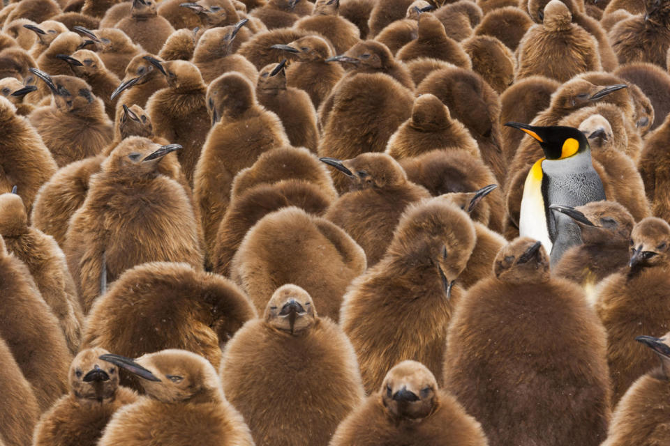 A colony of king penguins in the Falkland Islands