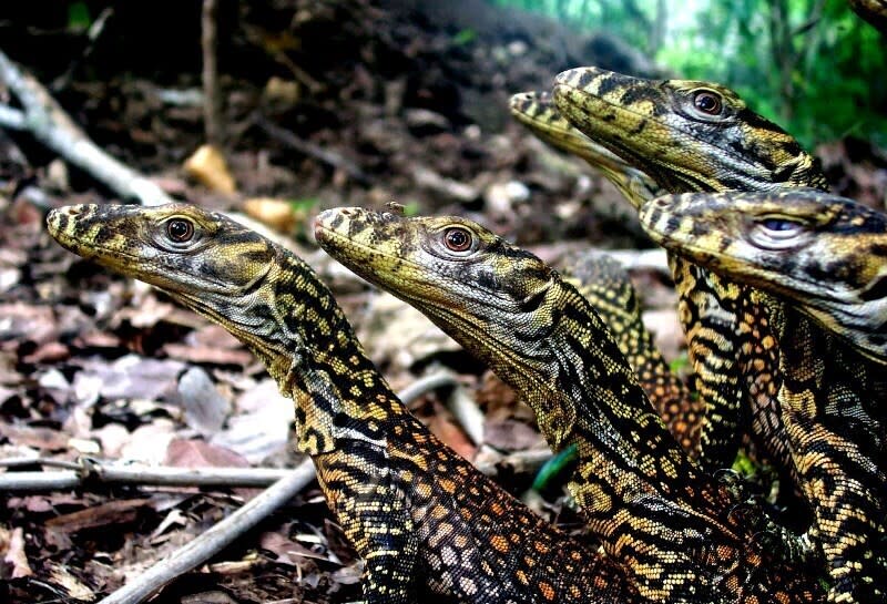 This undated photo provided by researcher Bryan Fry shows young Komodo dragons at Komodo National Park in Indonesia. The predatory lizards, which can reach a length of 10 feet (3 meters) and more than 300 pounds (135 kilograms), were recently moved from “vulnerable” to “endangered” status on the IUCN list of threatened species. The organization cited the impacts of climate change and deterioration of the dragons’ habitat -- including human encroachment — as reasons for the change. (Bryan Fry via AP)