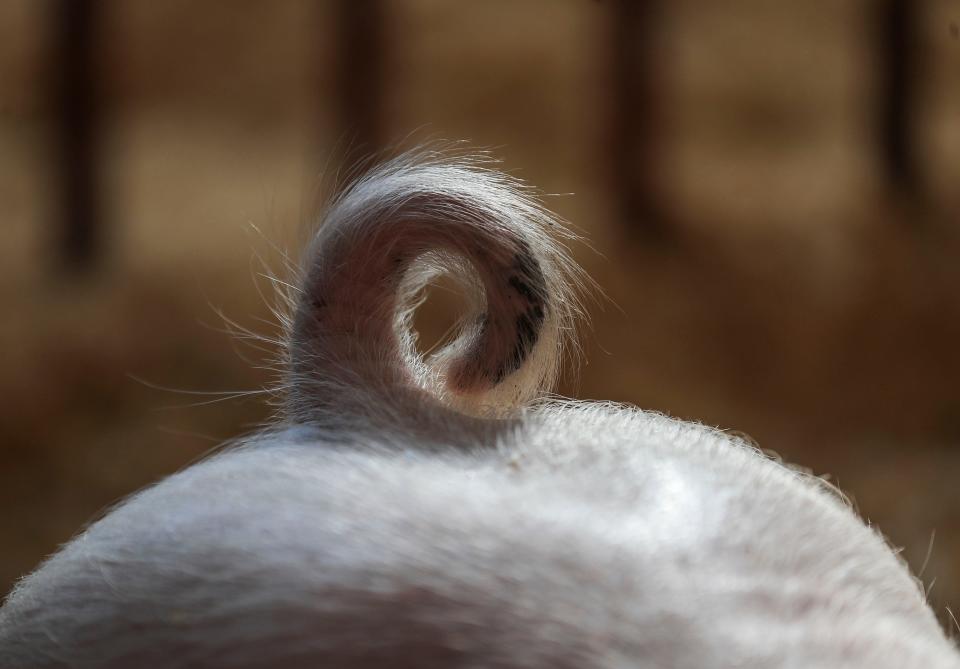 Does this pig's tail look tasty to you?
