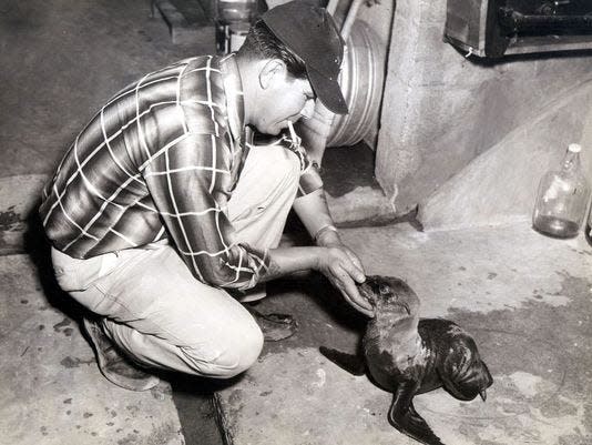 Zoo employee Rudy Romero in May 1958 gently feeds a handful of fish bits soaked in cod-liver oil to the Washington Park Zoo's baby sea lion, which was captured in the Gulf of California. Employees also fed the youngster with a baby bottle.