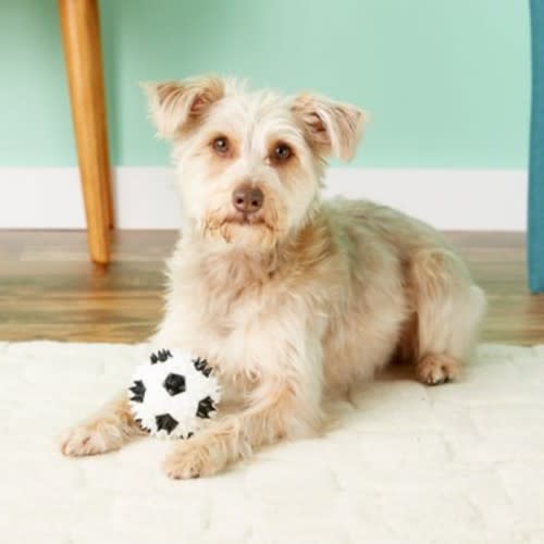 Gnawsome Squeaker Soccer Ball Toy. (Photo: Chewy)