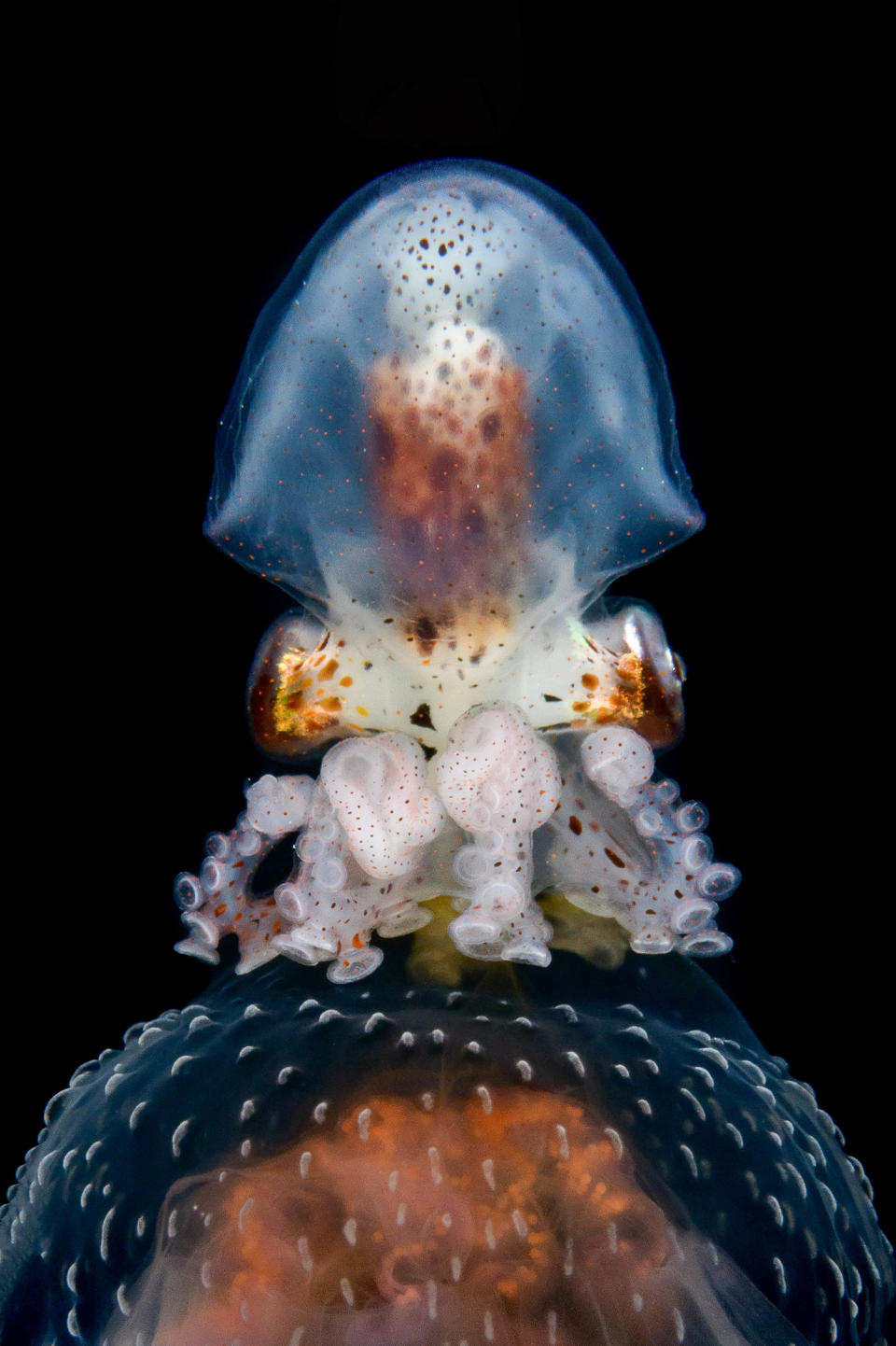 <p>An Argonauta hians on a female jellyfish in the waters around Anilao, Philippines. (Photo: Cai Songda/Caters News) </p>