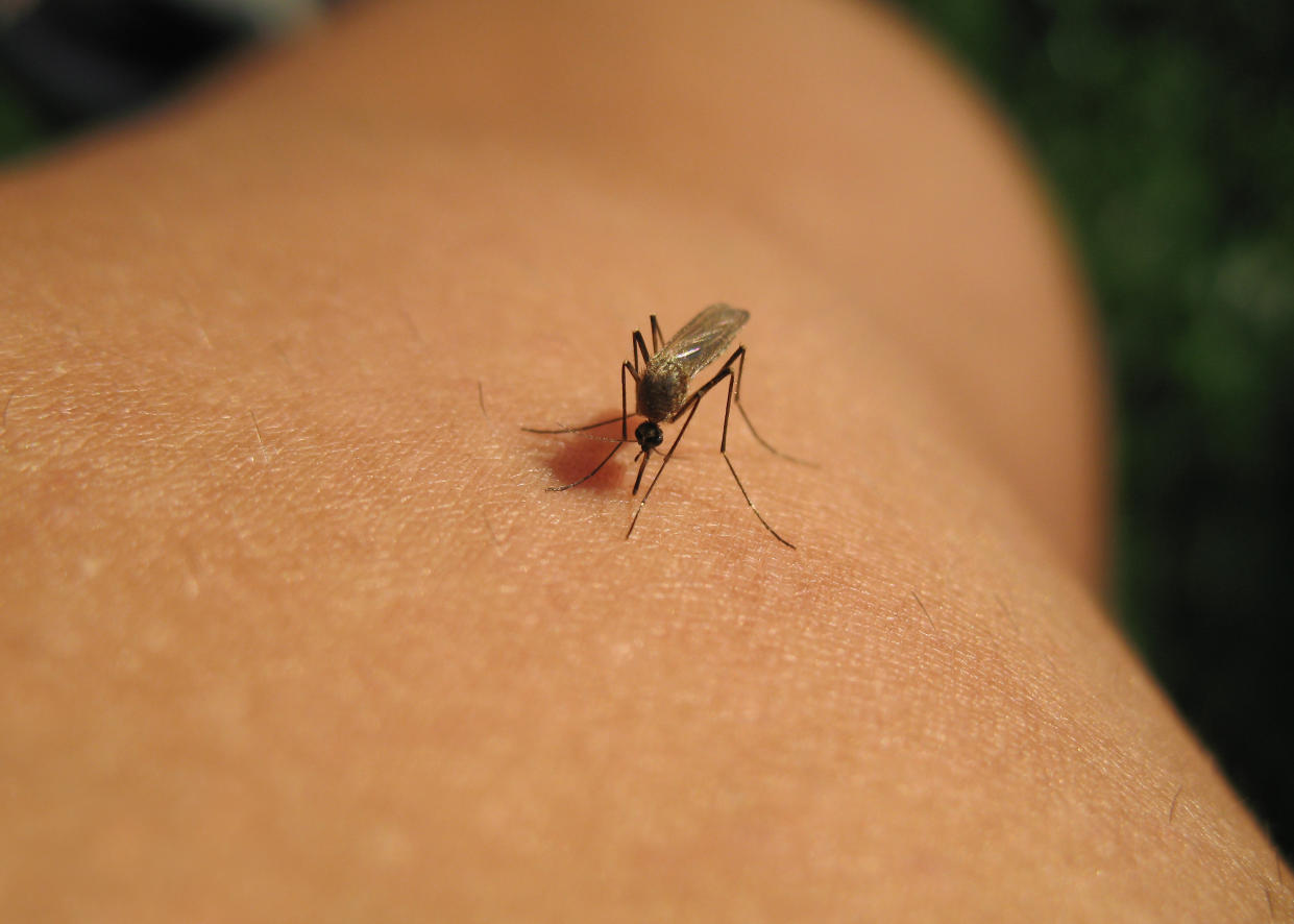 According to the CDC, 17 cases of West Nile virus disease in people have been reported to the agency. In some cases, the virus can cause flu-like symptoms similar to that of COVID-19 symptoms. (Photo: Getty Images)