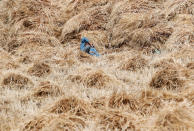 <p>Ein Bauer während seiner Pause inmitten frisch geernteten Weizens auf einem Feld in Minja, südlich von Kairo. Hier herrschen tagsüber bis zu 37 Grad. (Bild: REUTERS/Amr Abdallah Dalsh) </p>