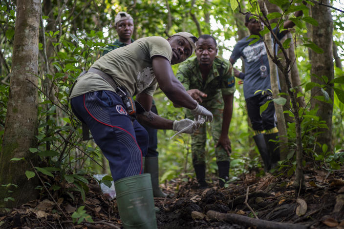 Park ranger Fabrice Menzeme, forward, prepares to collect elephant dung in Gabon's Pongara National Park forest, on March 9, 2020. Gabon holds about 95,000 African forest elephants, according to results of a survey by the Wildlife Conservation Society and the National Agency for National Parks of Gabon, using DNA extracted from dung. Previous estimates put the population at between 50,000 and 60,000 or about 60% of remaining African forest elephants. (AP Photo/Jerome Delay)