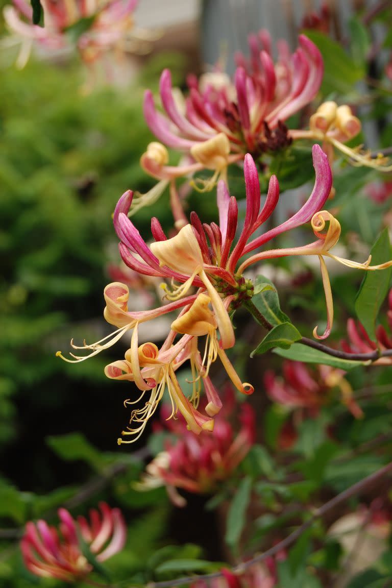 Honeysuckle