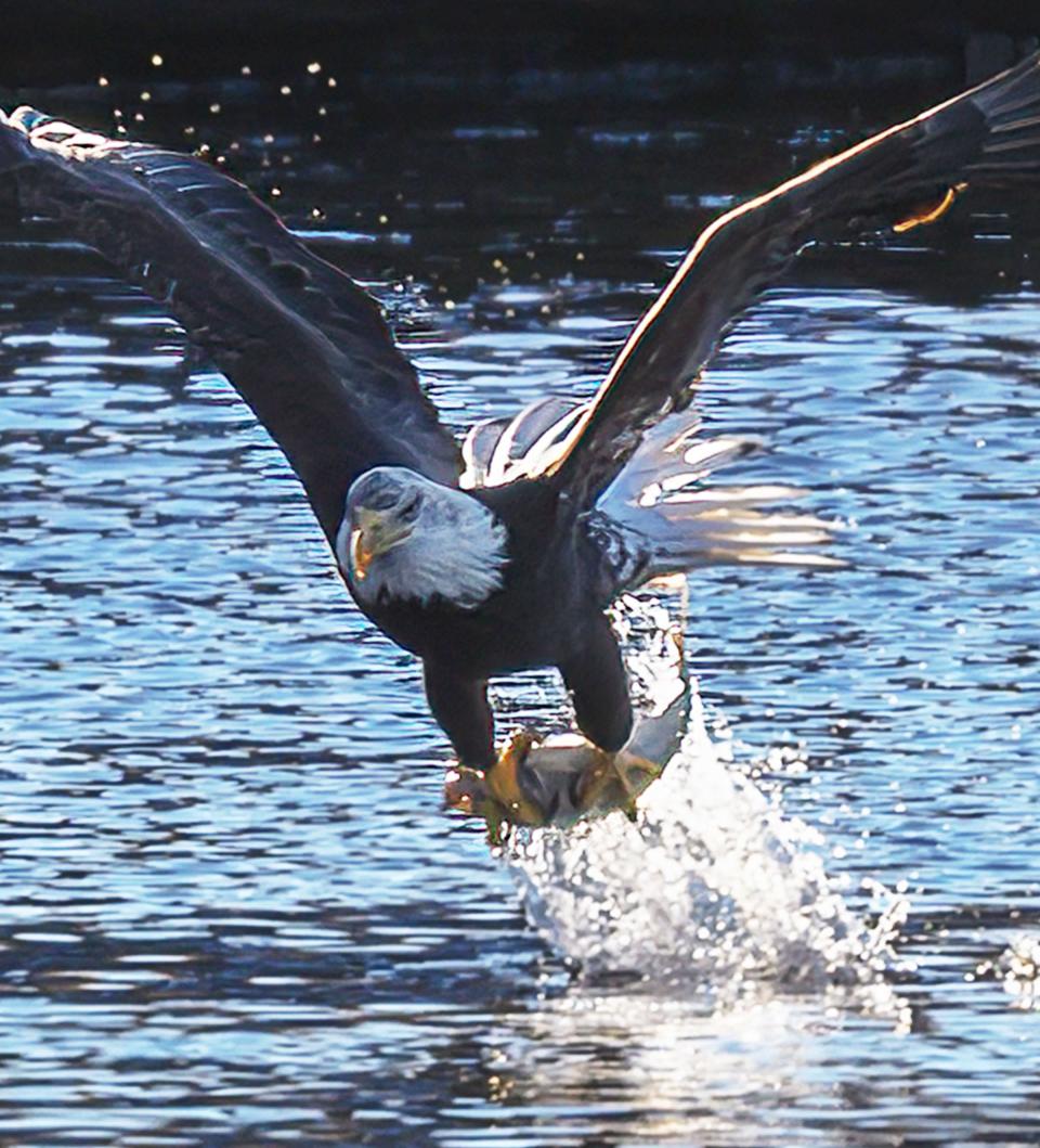 Jeff Vlaun of Norwich photographed this bald eagle catching a fish in downtown Norwich recently.