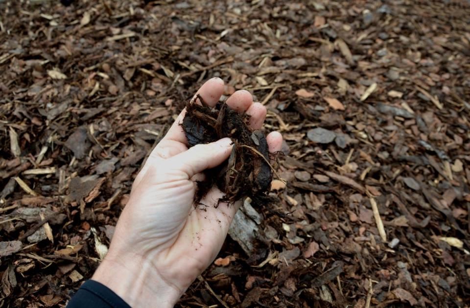 Person holding mulch in the palm of their hand.