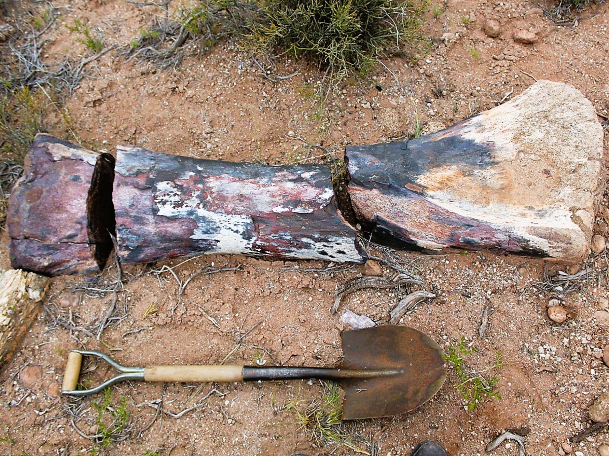 A ‘Chucarosaurus Diripienda’ dinosaur bone, a newly discovered gigantic species of long-necked herbivore (Museo Argentino de Ciencias Naturales/Handout via Reuters)