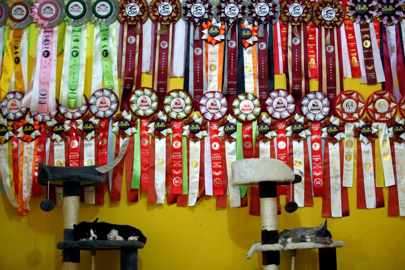 Cats lay on cat scratchers below medals which they won in cat contests, at a cat shelter called "Rumah Kucing Parung" in Bogor