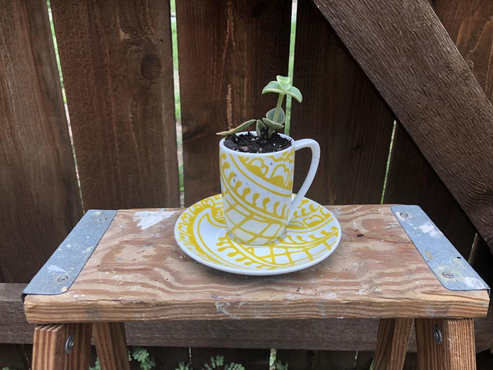 Cup and Saucer Succulent Planter