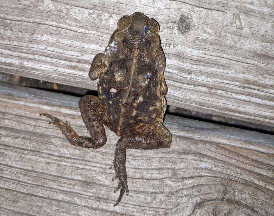 A cane toad in Matt Jagielski's backyard in western Port St. Lucie, Fla., exudes a white toxin  near the sacs on its left side.