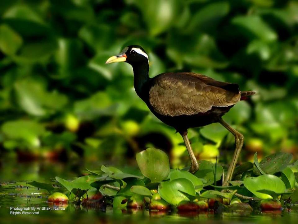 <strong>Bronze-winged Jacana</strong> (<em>Metopidius indicus</em>) is a resident bird at Mangalajodi wetland, 70 km from Bhubaneswar, Odisha.