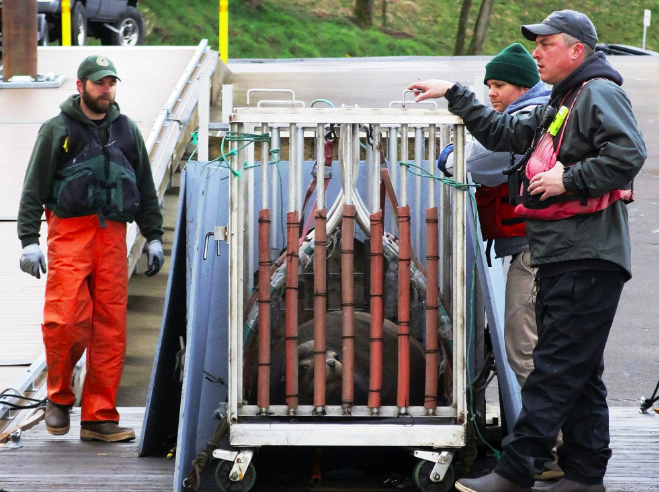 Oregon Department of Fish and Wildlife began killing the sea lions in January. Pictured is a sea lion being moved in 2018. Source: AP