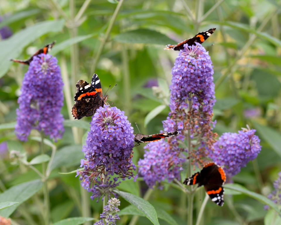 17. Buddleja (Butterfly Bush)