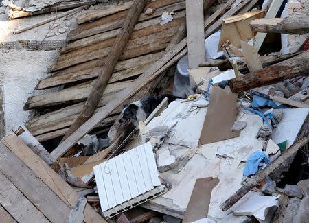 A search and rescue dog is seen among debris following an earthquake in Amatrice, central Italy, August 27, 2016. REUTERS/Ciro De Luca