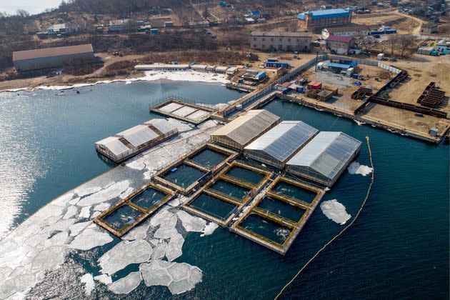 <p>Dans le complexe de bassins flottants exigus dans lesquels des cétacés capturés étaient autrefois entassés près du port de Nakhodka, en Russie, en 2019.</p>