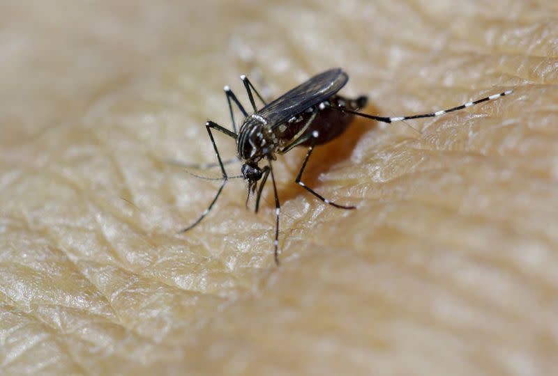 A female Aedes aegypti mosquito is seen on the forearm of a health technician in a laboratory conducting research on preventing the spread of the Zika virus and other mosquito-borne diseases, at the entomology department of the Ministry of Public Health in Guatemala City, February 4, 2016. REUTERS/Josue Decavele  