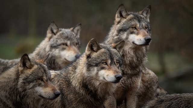 Pack of gray wolves