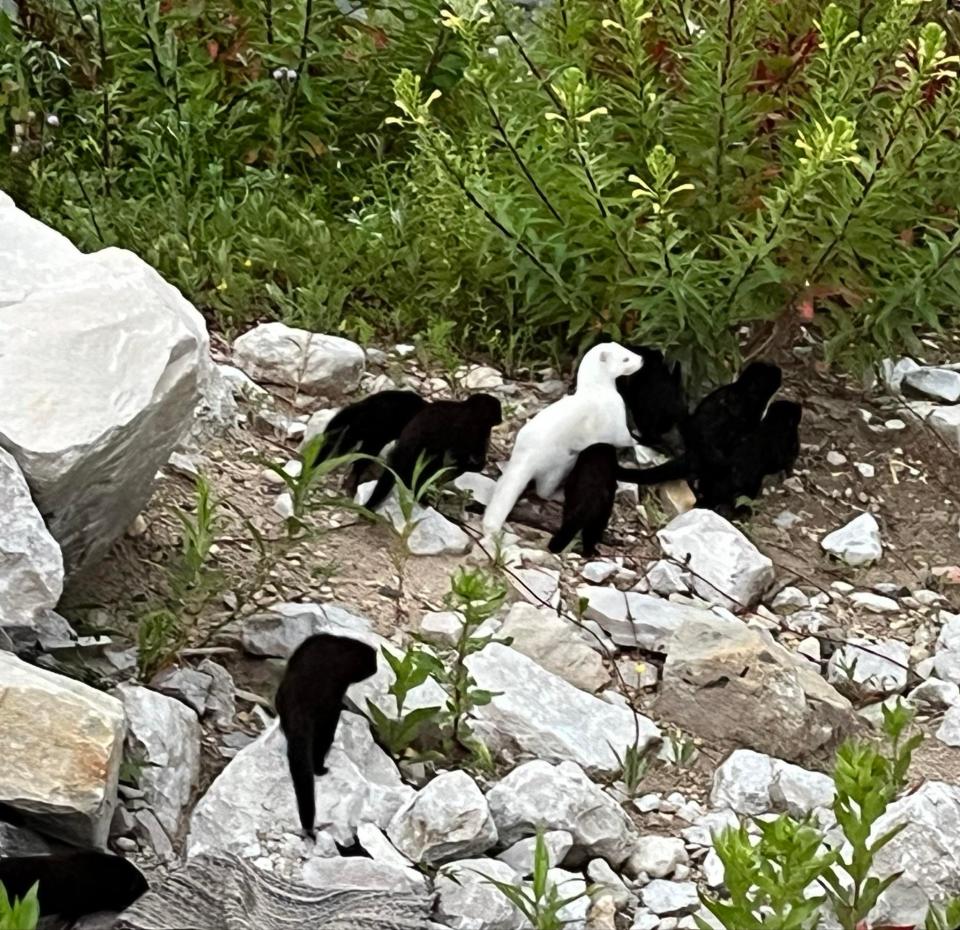 A white mink along with several dark ones are seen in Port Washington on July 15, 2024.