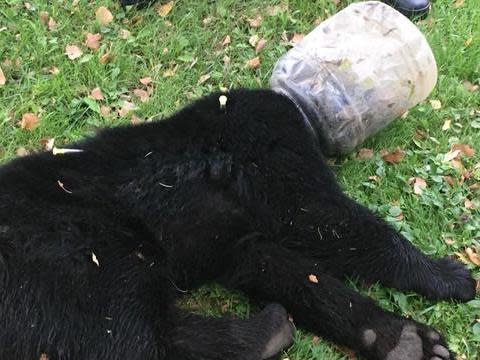 The bear had ben wandering with the plastic jar on its head for three days: Maryland Department of Natural Resources Wildlife & Heritage Service