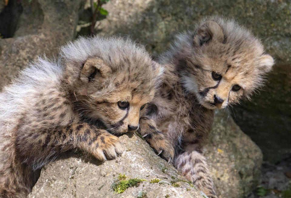 Die besten Tierfotos der Woche (22.06. bis 29.06.)