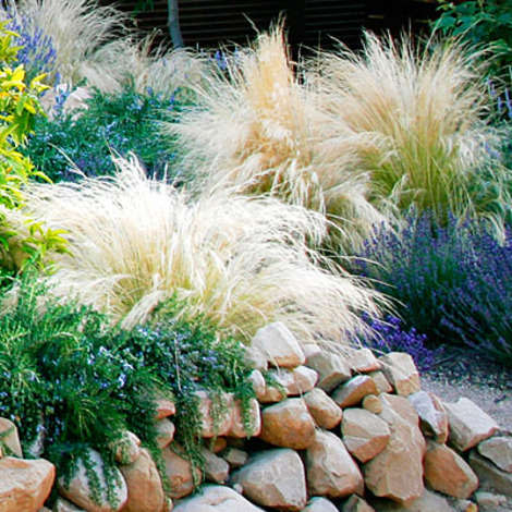 Mexican feather grass