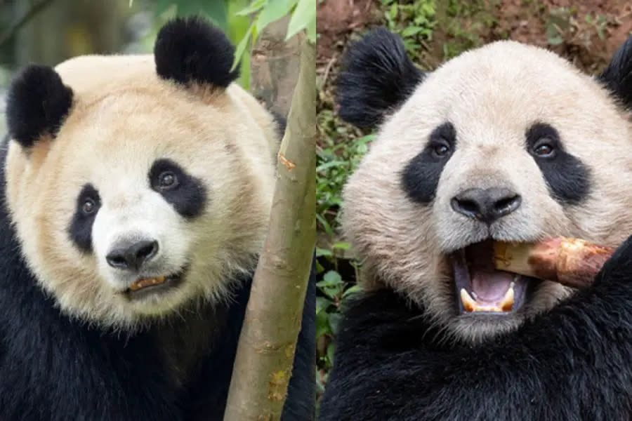 ¡Ternura total! Conoce a Yun Chuan y Xin Bao los nuevos pandas gigantes del San Diego Zoo