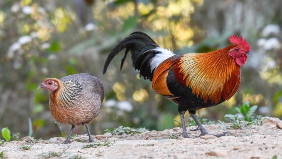 A mating pair of wild red junglefowl (female on left, male on right).