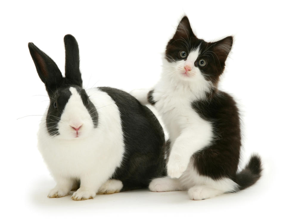 <p>Black Dutch rabbit with black-and-white kitten Felix. (Photo: Warren photographic/Caters News) </p>