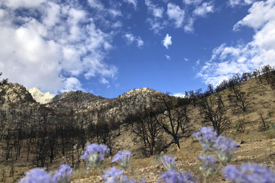 One year after a wind-fed wildfire charged across a craggy mountainside above Lone Pine, Calif., flashes of new vegetation growth can be seen emerging in this still-charred corner of the Inyo National Forest on Wednesday, July 27, 2022. Tiny clusters of white and purple wildflowers stand out against denuded trees, many stripped of their bark in the fire. (AP Photo/Michael Blood)