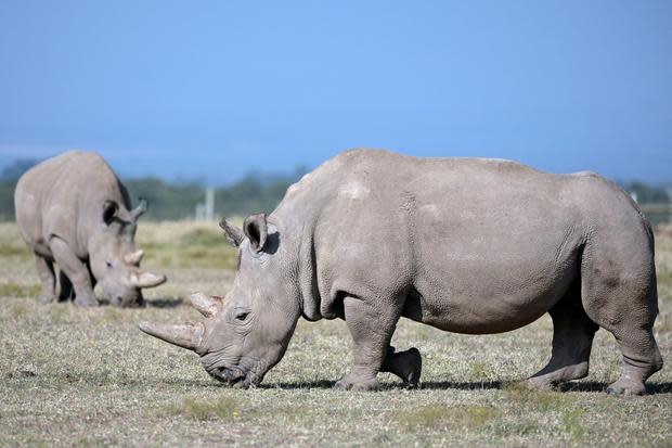 KENYA-CONSERVATION-ANIMAL-RHINO 