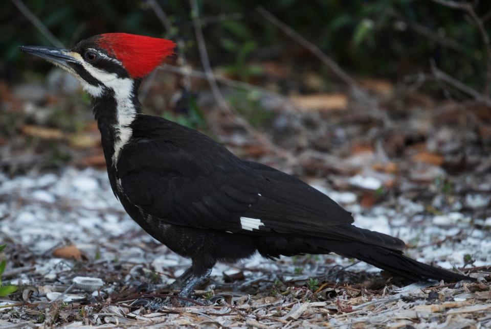 A pileated woodpecker feeds at the Sanibel Lighthouse on Saturday April, 20, 2019. 