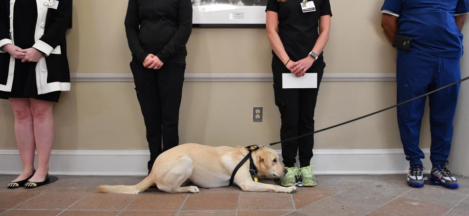 During a demonstration for the media Wednesday, Buffy lies down at the feet of a volunteer with a deactivated sample of the coronavirus as Doctors Hospital of Sarasota shows off its latest tool for screening visitors for COVID-19.