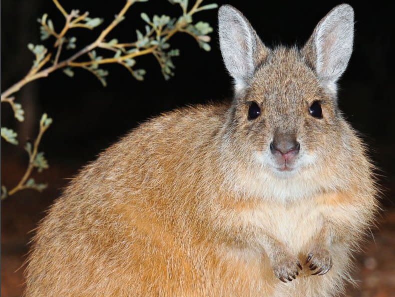 Mala, also known as rufous hare-wallabies, will be reintroduced to the wild: Australian Wildlife Conservancy