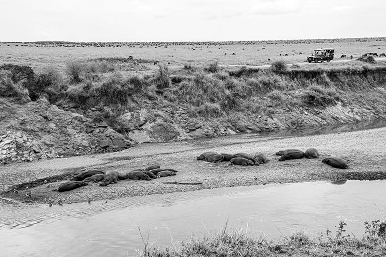 Hipopótamos descansan en las orillas del río Mara mientras en el horizonte se acercan cientos de herbívoros. (Belén Estrella Fiallo)