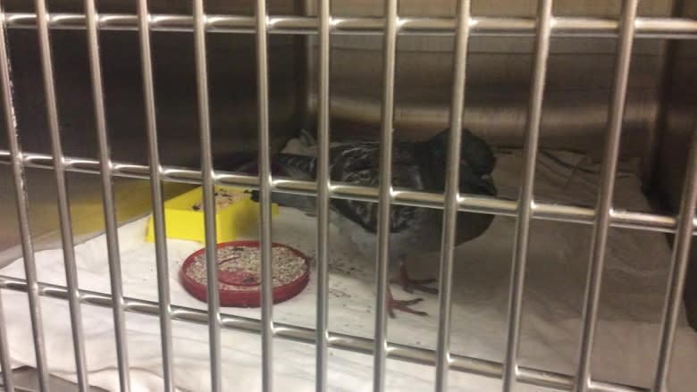 Pigeons in Charlottetown may have been poisoned, says Vet College